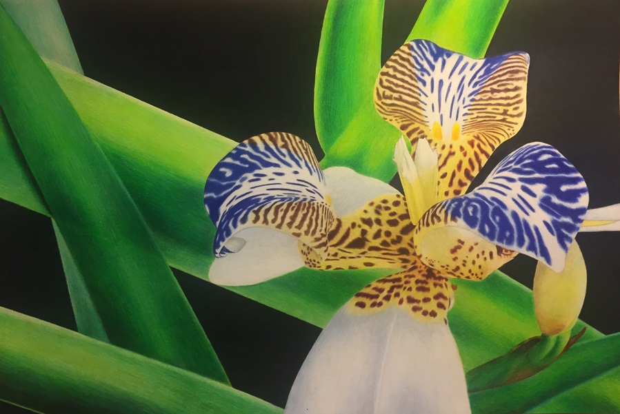 In the Prime of Life Colored Pencil Drawing